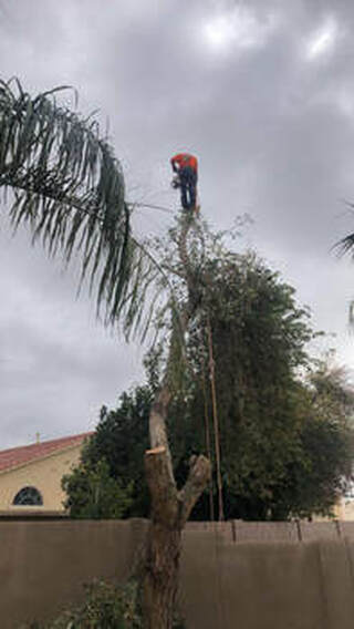 fort myer is home to many trees, call us if you need them removed from your residence or commercial property