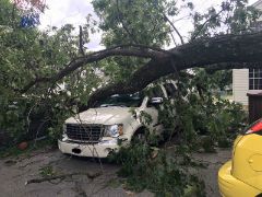 emergency tree service in fort myers has taken care of this tree that fell on a family vehicle
