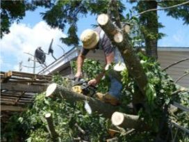 our fort myers tree removal company getting to work cutting apart an oak tree