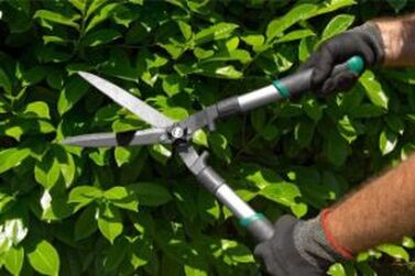 tree trimming services in fort myers offering the best residential and commercial services