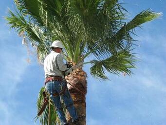 pruning palm fronds from the top of a cabbage palm in fort myers