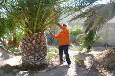 laborer working hard to keep decorative palm trees trimmed and pruned