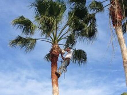 palm tree removal requires specialty equipment and training that our staff pictured have