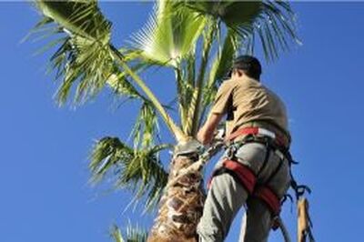 man climbing high into a palm tree for a trimming job from our company