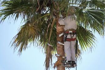 professional tree trimmer trimming a plam tree in fort myers florida