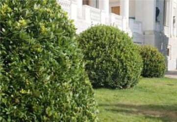 upscale hedges trimmed by professional tree company
