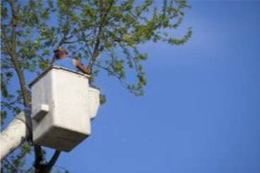 tree service fort myers florida cherry picker high in a tree