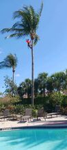 professional tree trimmer trimming a plam tree in cape coral florida