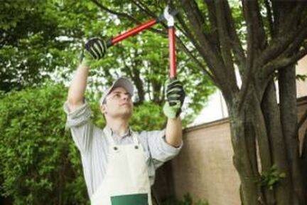 tree trimming and care on a commercial property perimeter