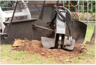 stump grinder services in fort myers